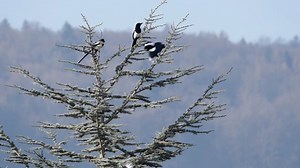 Corvidae Videos: Download 9+ Free 4K & HD Stock Footage Clips - Pixabay