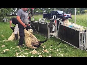 Using the RaceGrip to Shear Sheep | Rappa