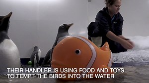 60K views · 829 reactions | Baby penguins take swimming lessons  | The Independent | Facebook
