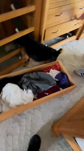 646K views · 2.8K reactions | Poppy out today with her owner tackling a rat that was hiding in a set of draws that was located int he bedroom! 磊 | Yorkshire Rat Pack | Facebook