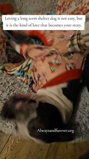 Luna has been with us seven and a half years. Five returns. Afraid of the vet. Unsure of men. May guard her space. Every excuse in the book has touched her life. Velvet has never made it more than three days in a home and has waited over three years. Legacy has not had a single application in over three years because she needs slow introductions. But here is the truth. Loving the dogs others look past will change you in ways you never expect. They are not for everyone, but we know they are for s