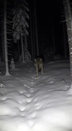 Alpha Wolf Attacks Camera in Taiga Night