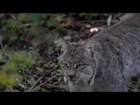 Inside a Lynx Cataract Surgery | MSU Vet Med x Binder Park Zoo