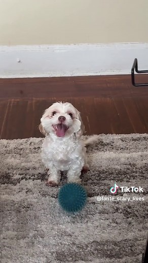 Skinwalker tramsforms on camera #dogs #doggo #pets | dog skinwalker