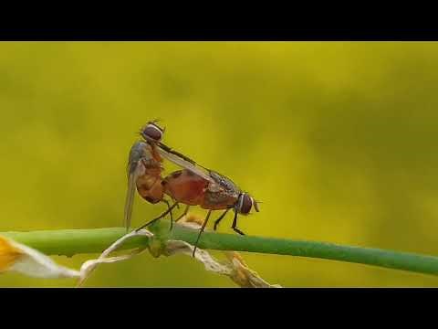 Flies Mating Macro video