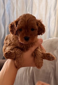 Premium Cavapoo F1B Toy, EU dostava, SOLD!