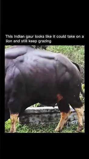 🎯 The Indian Gaur – Nature’s Silent Tank 🇮🇳🦬