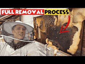 Bee Removal & Relocation in Colony Set by Step 🔥| Best Bee Relocation Service