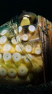 13K views · 412 reactions | A Rare Look at Coconut Octopus Parenthood...