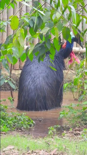 The Deadly Beauty of the Cassowary: Nature’s Hidden Danger