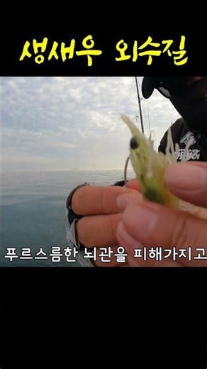 How to Hook Shrimp for Live Bait Fishing!!