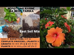 How to Repot a Hibiscus(net pot) Plant with Best Potting Mix|Repotting and Perfect Soil for Hibiscus