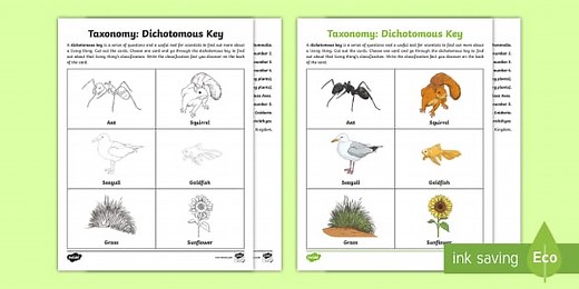 Taxonomy Dichotomous Key Worksheet for 3rd-5th Grade