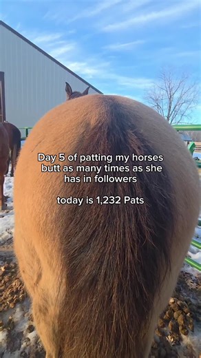 The Joy of Giving Pats to Horses