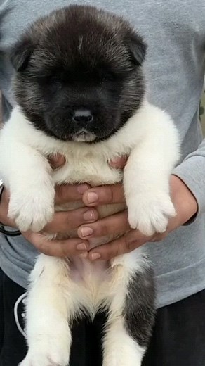 Let's Know About American Akita | American Akita Puppies Follow @MakeMyPet 𝐌𝐚𝐤𝐞 𝐌𝐲 𝐏𝐞𝐭 𝐏𝐫𝐨𝐯𝐢𝐝𝐞 𝐁𝐞𝐬𝐭 𝐏𝐞𝐭𝐬 𝐀𝐬 𝐏𝐞𝐫 𝐘𝐨𝐮𝐫 𝐑𝐞𝐪𝐮𝐢𝐫𝐞𝐦𝐞𝐧𝐭. 𝐖𝐞 𝐀𝐥𝐰𝐚𝐲𝐬 𝐓𝐫𝐲𝐢𝐧𝐠 𝐓𝐨 𝐆𝐢𝐯𝐞 𝐎𝐮𝐫 𝐁𝐞𝐬𝐭 𝐓𝐨 𝐄𝐯𝐞𝐫𝐲 𝐏𝐞𝐭 𝐋𝐨𝐯𝐞𝐫'𝐬. 𝐅𝐨𝐫 𝐌𝐨𝐫𝐞 𝐅𝐨𝐥𝐥𝐨𝐰 𝐔𝐬 & 𝐒𝐡𝐚𝐫𝐞 𝐎𝐮𝐫 𝐄𝐯𝐞𝐫𝐲 𝐏𝐨𝐬𝐭. #MakeMyPet #Pets #Dogs #Cat #Birds #Animals #ExoticAnimals #RarePets #Facebook #Facebookpost #PetsPhoto #PetsLove #DogsLove #CatsLove #FacebookViral #Pe