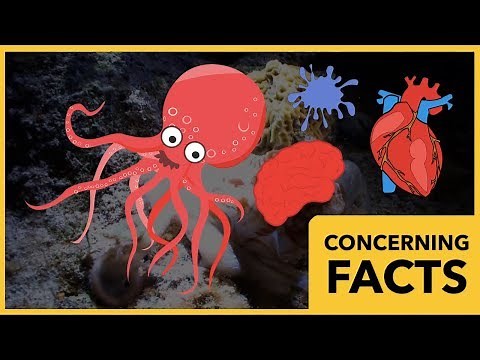 Octopuses Have 3 Hearts and 9 Brains