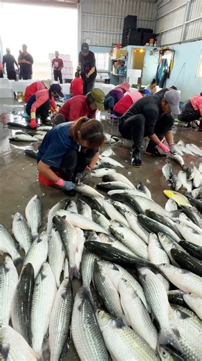 iTravel❤️愛七桃 on Instagram: "perfect fast mullet cutting skills that blow your mind #mulletcutting #chefskills #seafoodreels #reelstrending"