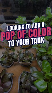 2.4K views · 24 reactions | The #CardinalPlant is a must-have in your...