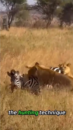 the technique of the predatory group of lions in hunting prey #animals #wildlife