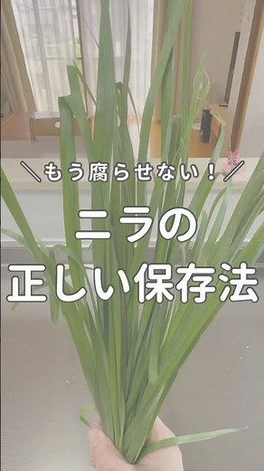 ニラ、切って保存するだけで1ヶ月もつ！冷凍も冷蔵も簡単ワザでしなしな回避✨やってみてね！#ニラ保存 #時短家事 #ライフハック #料理初心者