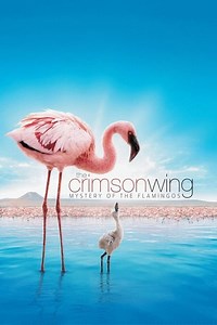 Where to stream The Crimson Wing: Mystery of the Flamingos (2008) online? Comparing 50  Streaming Services