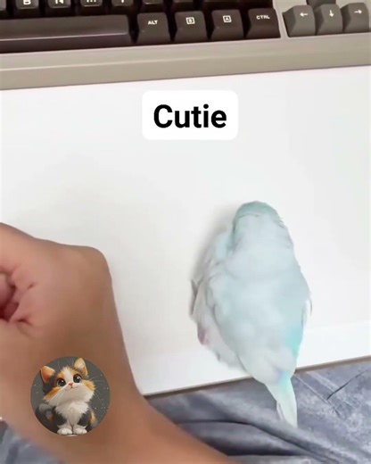 🥰 Adorable Baby Budgie Wants Love & Cuddles! Cutest Baby Parakeet Ever 😍