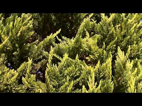 CIPRÉS DE MONTERREY: Cupressus macrocarpa (www.riomoros.com)