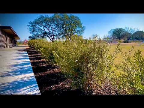 2) Unifying New Hedge through Selective Pruning