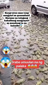 Totoo kaya ito na nangyari sa Queensland frogs falling from the sky? #everyone #followers #queensland #highlights | Sam A. Abubakar