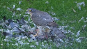 Female bird with feral pigeon prey. UK. The Eurasian sparrowhawk, also known as the northern sparrowhawk or simply the sparrowhawk, is a small bird of prey in the family Accipitridae.