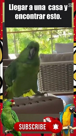 🤣Videos de loros que hablan🦜🤣loros hablando🦜loros🦜loro q habla