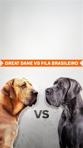 9K views · 157 reactions | Great Dane vs. Brazilian Mastiff: Two Large Powerful Breeds | Dogumentary TV | Facebook