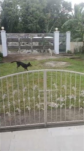 Dogs Run Wild In The Garden
