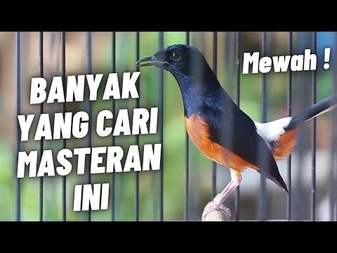 SILAHKAN DI DOWNLOAD MASTERAN MURAI BATU FULL ISIAN TEMBAKAN INI