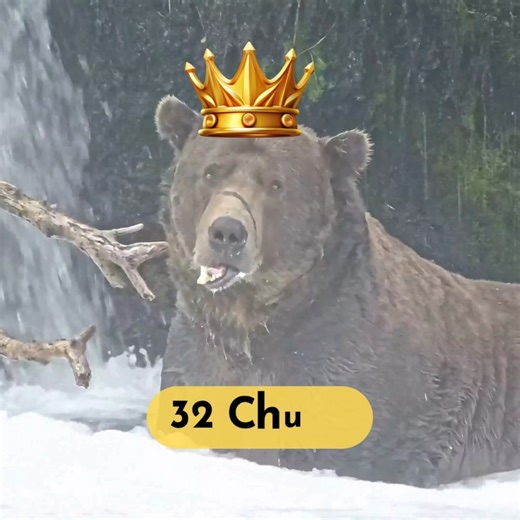 Meet your FAT BEAR WEEK 2025 champion. Chunk the Hunk. The Chunkster. 32 Chunk. All hail the new king of Brooks River 👑 | explore.org