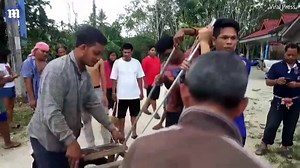 Villagers capture 17ft-long king cobra after it killed a python