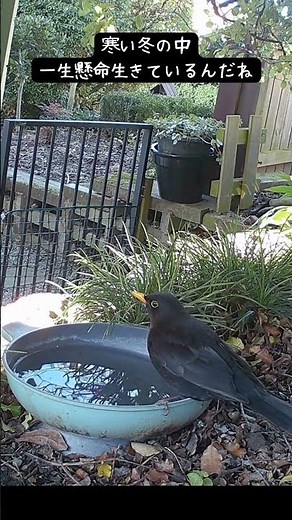 今日も来てくれたクロウタドリ｜寒い冬を頑張る小さな訪問者 My Daily Blackbird Visitor