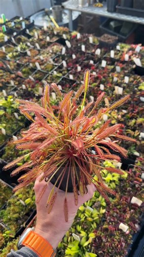 Drosera capensis Gifberg Red River Site from @insectsinside_nursery | Jeremiah's Carnivorous Plants