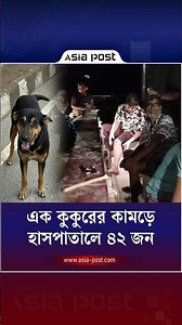 এক কুকুরের কামড়ে হাসপাতালে ৪২ জন #ordinarypedestrians #dog #kushtia #asiapost
