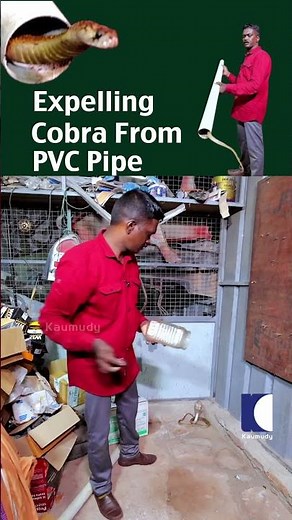 See Vava Suresh safely bring out cobra hiding in pipe #vavasuresh