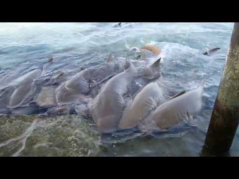 Malediven schnorcheln Hai Fütterung Rihiveli / Maledives snorkeling feeding Shark Stingray Sharks