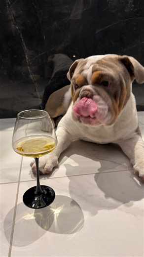 Sollyvan Kuri Rojas | Pelotas💜💚💙#bulldoglove #bulldoglife #bulldoginglese🐶❤️ #trend #felicidad #diversion #familytime #perros #perritosdeinstagram #bulldoglovers | Instagram