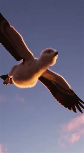 🦅Unwavering Wings: A Little Eagle's First Flight Attempt#EagleFlight#WildlifeMoments#AnimalChallenge