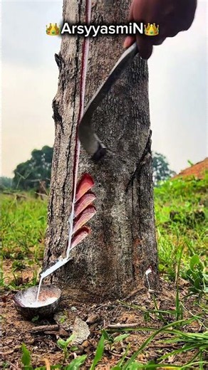 The sultan's sap harvest is eaten by squirrels #seluruhdunia #bushcraft #petanikaret #satisfying