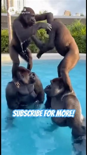 Gorilla / Chicken Fights in Pool - Faux Sora