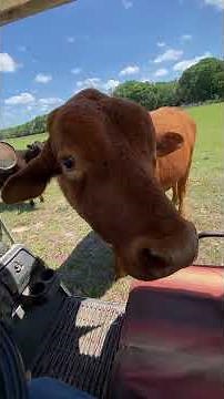 Grumpy Bull Gets Mad When Treats Run Out | Funny Farm Animal Moment