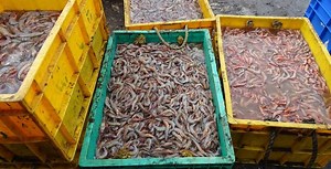 PIONEERING PRAWN STUNNING AND TAILING MACHINE