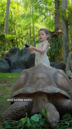 Grace hangs out with our giant tortoises Igloo and Goliath! 🐢