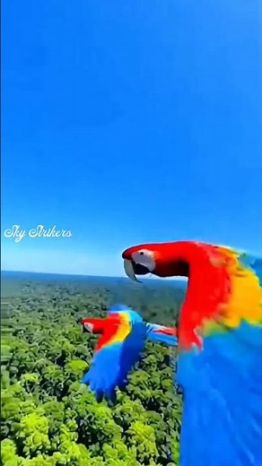 The Majestic Flight of Scarlet Macaws over the Amazon! 🦜✨ #birds #wildlife #nature #shorts