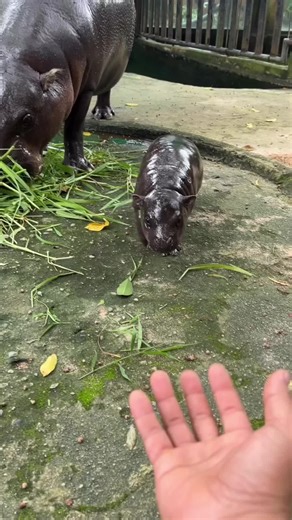 Understanding Baby Pygmy Hippo Behavior and Trust